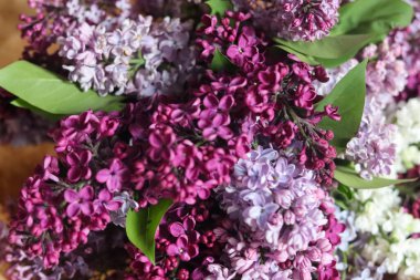 güzel bahar çiçekleri arka plan