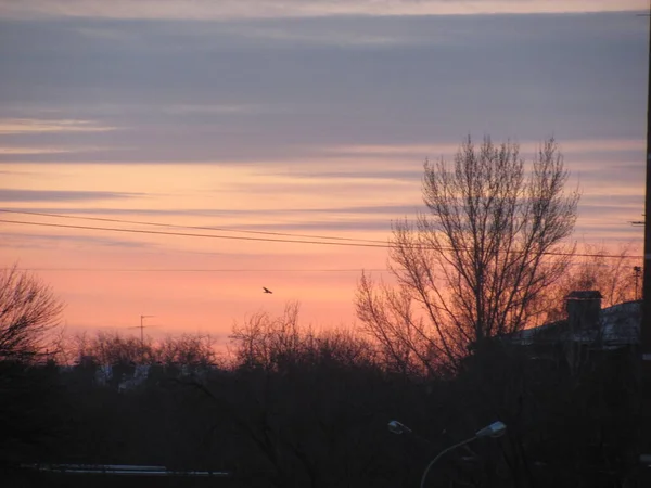 Bäume Und Sonnenuntergang Der Stadt — Stockfoto