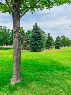 Ağaçlarla dolu bir tarla 