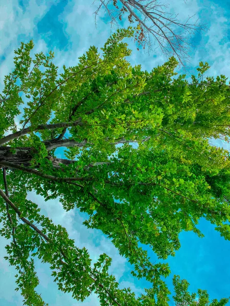 Blauer Himmel Und Grüner Baum — Stockfoto