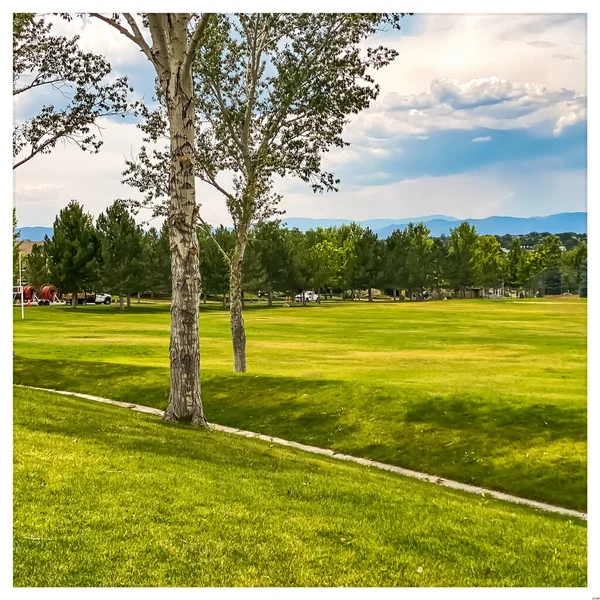 Light green grass on a football field in Denver, CO, USA