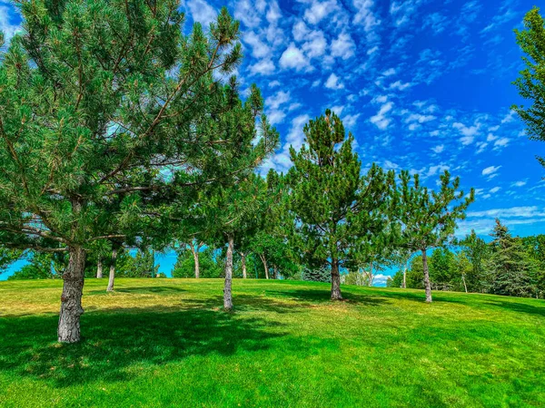 Modrá Obloha Nad Zelenými Stromy Denveru Usa — Stock fotografie