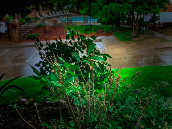 Retrato Arbusto Día Lluvioso — Foto de Stock