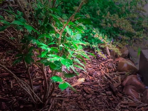 Vert Rouge Sous Pluie — Photo