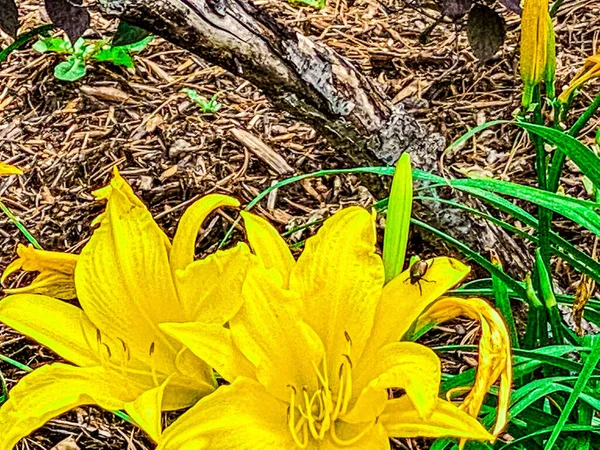 Insetto Fiore Giallo — Foto Stock