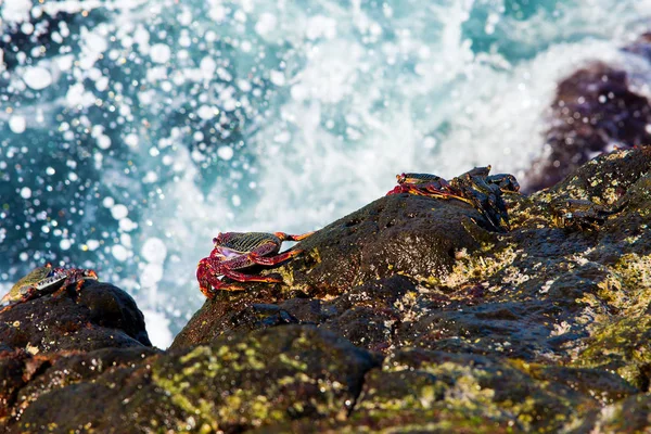 Caranguejos em pedras contra de ondas de mar salpicando . — Fotografia de Stock