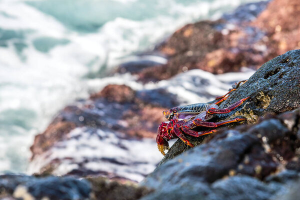 Крабы на камнях против морских волн
.