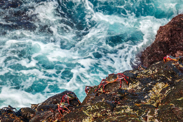 Крабы на камнях от брызг морских волн
.