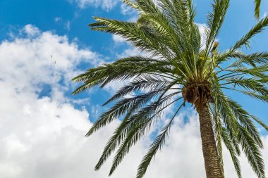 Gökte bir palmiye ağacı