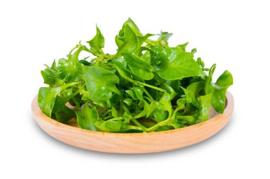 Tahta tabakta su teresi, kırpma yolu olan beyaz arkaplanda izole edilmiş.