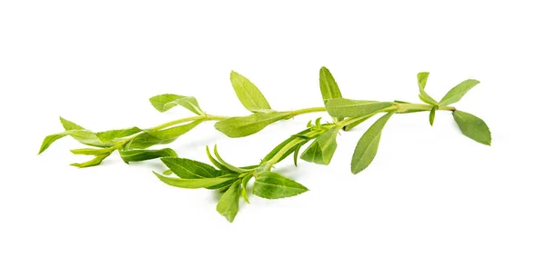 Tarragon Herbs Isolated White Background — Stock Photo, Image