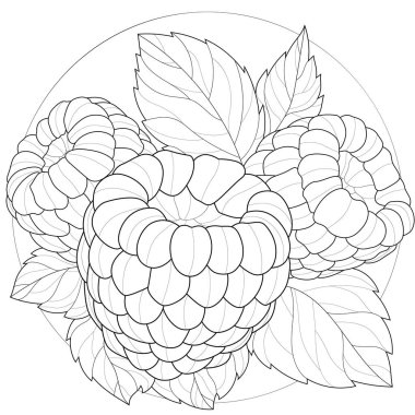 Raspberries. Çocuklar ve yetişkinler için boyama kitabı antistresi. Taslak tarzı. Siyah beyaz çizim
