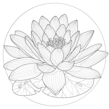 Lotus çiçeği. Çocuklar ve yetişkinler için boyama kitabı antistresi. Resimler beyaz arkaplanda izole edildi. Siyah beyaz çizim. Zen karışıklığı biçimi.