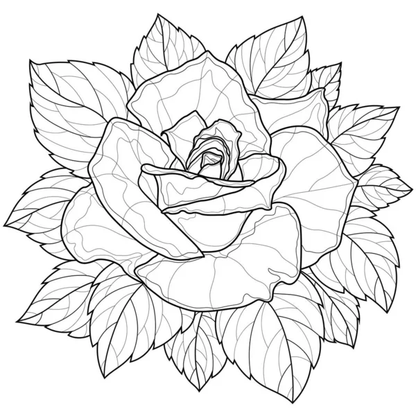 desenhos de flores para colorir  Flower coloring pages, Rose coloring  pages, Butterfly coloring page