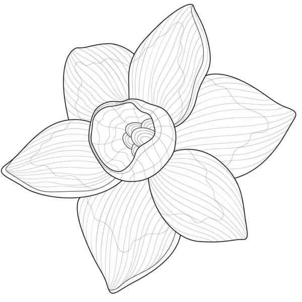 Daffodil Flower Coloring Book Antistress Children Adult 배경에 Zen Tangle — 스톡 벡터