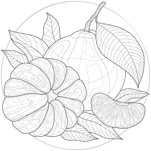 Fruit Mandarine Livre Colorier Antistress Pour Enfants Adultes Illustration Isolée — Image vectorielle