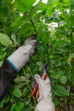 Bitki kesen bir işçinin elleri