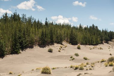 Kumlu manzara, bulutları ve bitkileri olan açık gökyüzü olan ağaçlar.