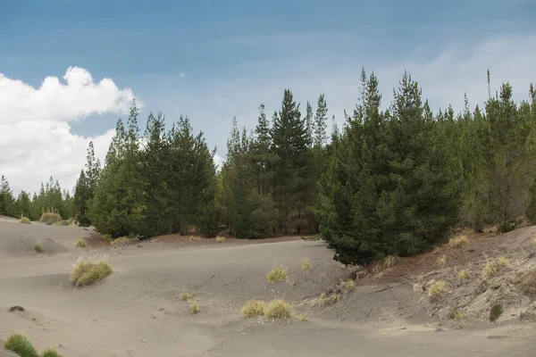 Paisaje Desierto Bosque Juntos Cielo Azul Claro Con Nubes Arbustos — Foto de Stock