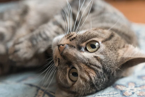 close up to face of small, tabby cat reclining with green eyes