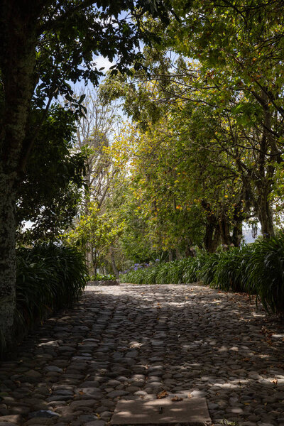 Tranquil cobblestone pathway lined with tall trees and plants, creating a peaceful shaded outdoor environment.