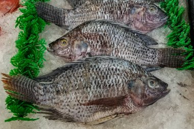 Tilapia taze yakalandı ve pişirmeye hazır.