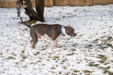 Pitbull odaklanmış ve izliyor.