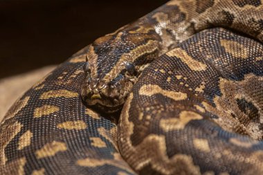 Güney Afrika pitonu yakın çekim için sarmalanmıştır.