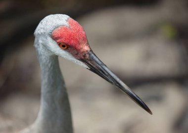 Hayvanat bahçesindeki kuşa yaklaş.