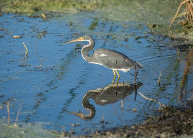 Gölet suyundaki kuş, üç renkli balıkçıl.