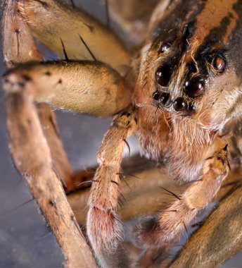 Hayvanat bahçesindeki örümceğe yaklaş.