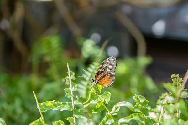 Mariposa Posada Fondo Del Sol Mañana — Foto de Stock