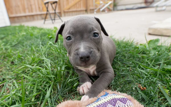 Pitbull Cachorro Con Grandes Ojos Azules Está Mirando — Foto de Stock