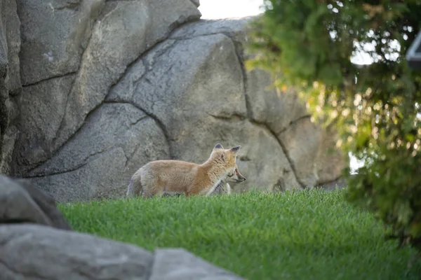 Red Fox Pups Explore Park Sunny Day — Stock Photo, Image