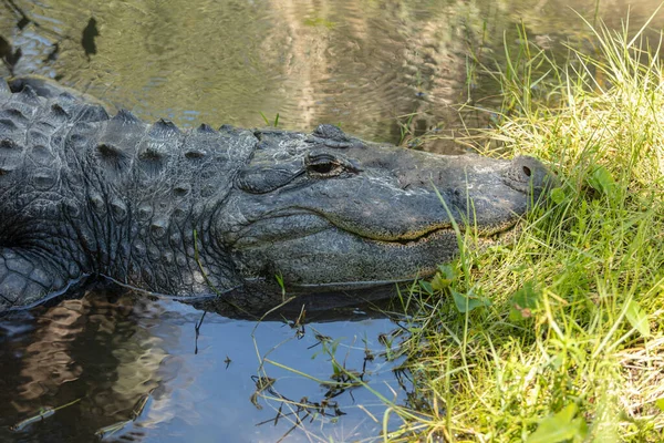 Massale Alligator Verteert Prooi Aan Oevers Van Wetlands — Stockfoto