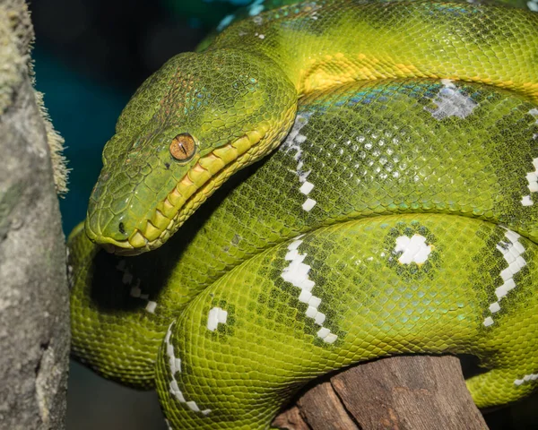 Zielona Iguana Drzewie — Zdjęcie stockowe