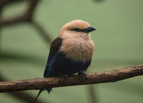 Oiseau Proie Dans Nature — Photo