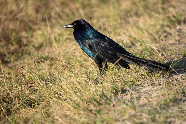 Обыкновенная Черная Птица Траве — стоковое фото