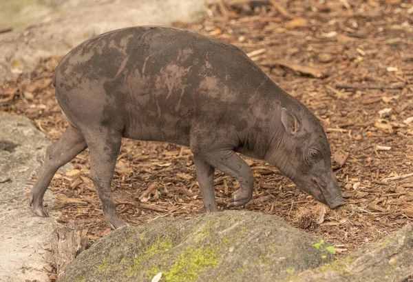 Kobiecy Profil Boczny Babirusa — Zdjęcie stockowe