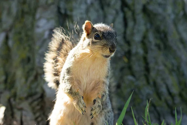 Squirrel — стокове фото