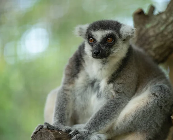 Halka Kuyruklu Lemur Ilginç Bir Şey Fark Etti — Stok fotoğraf