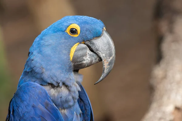 Albastru Macaw Oferă Zâmbet Pentru Camera — Fotografie, imagine de stoc