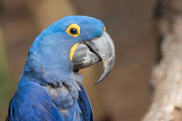 Arara Azul Sorriso Para Sua Câmera — Fotografia de Stock