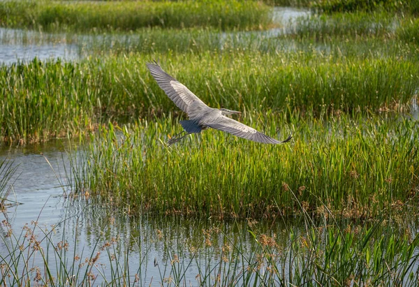 飞翔的大蓝鹭鸟 大自然的动物野生动物 — 图库照片