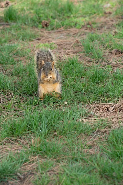 Harrison Township Michigan Eua Maio 2020 Little Cute Brown Squirrel — Fotografia de Stock