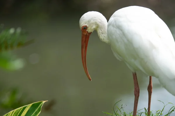 Biały Ibis Nakrapiał Obiad — Zdjęcie stockowe