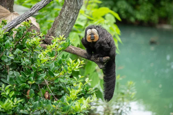 Gros Plan Orang Outan Mignon Dans Jungle — Photo