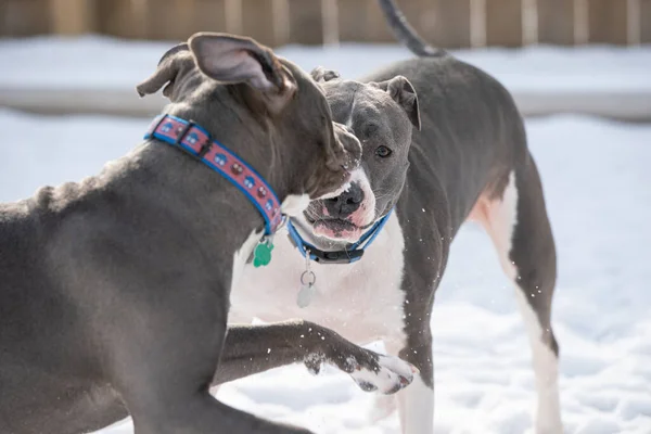 grown pitbull is not amused with the puppy