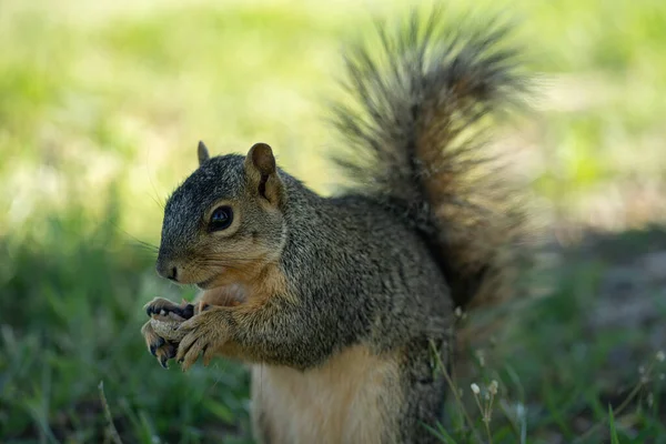 Squirrel — стокове фото