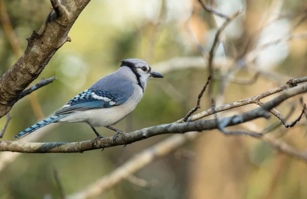 Птах Природному Середовищі Проживання — стокове фото